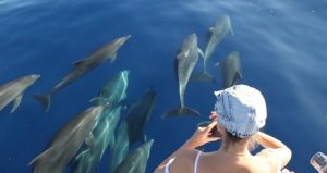Voir les dauphins à La Réunion