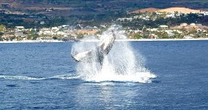 Baleine Ile de La Réunion