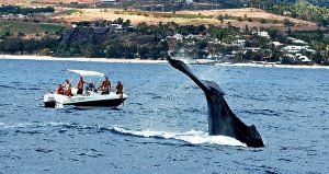 Observation des baleines