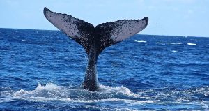 Queue de baleine ile de la Réunion