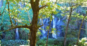 Sur sauvage Réunion