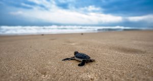 Tortue, naissance de tortue marine