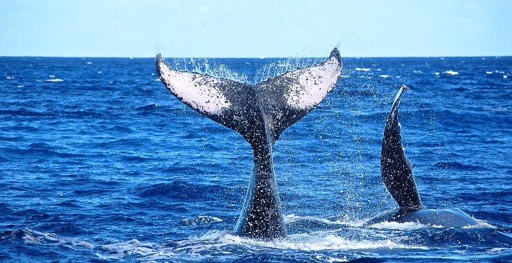 La flore et la faune de l'ile de la Réunion